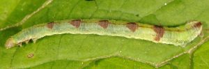 Eupithecia actaeata L5 1