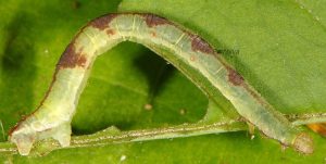 Eupithecia actaeata L5 3