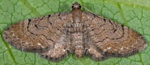 Eupithecia alliaria 06 1