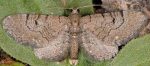 Eupithecia alliaria 06 3