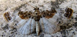 Eupithecia breviculata 06 2