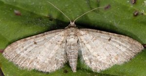 Eupithecia cauchiata 06 1