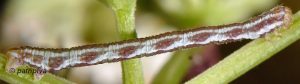 Eupithecia centaureata L4 11 1