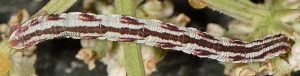 Eupithecia centaureata L5 11 2