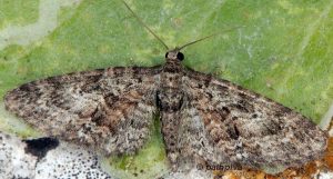 Eupithecia cocciferata 06 2