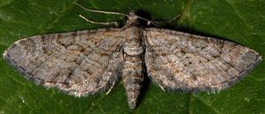 Eupithecia cooptata 66 1