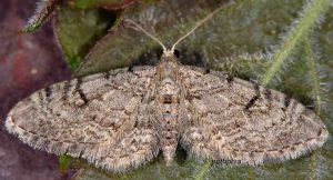 Eupithecia distinctaria 06 2