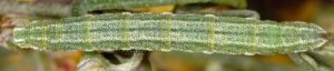 Eupithecia druentiata L5 06 1