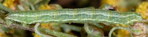Eupithecia druentiata L5 06 2
