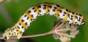 Eupithecia gueneata L5 06 4