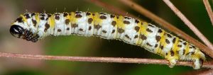 Eupithecia gueneata L5 06 6
