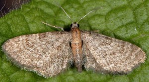Eupithecia haworthiata 06 1