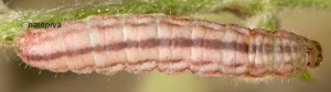Eupithecia haworthiata L5 05 2