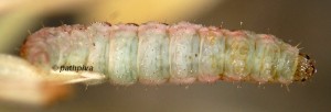Eupithecia haworthiata L5 05 5
