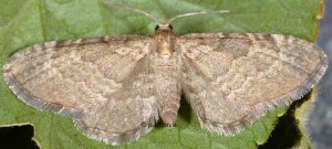 Eupithecia immundata 06 3