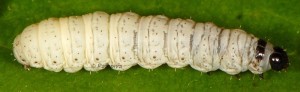 Eupithecia immundata L5 06 1