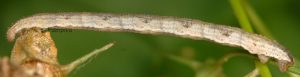 Eupithecia impurata L5 06 3