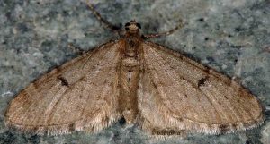 Eupithecia indigata 06 1