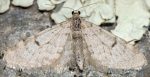 Eupithecia indigata 06 2