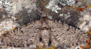 Eupithecia intricata 06 2
