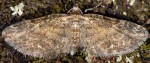 Eupithecia inturbata 06 1