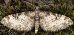 Eupithecia irriguata 06 2