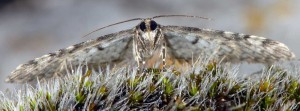 Eupithecia irriguata 06 3