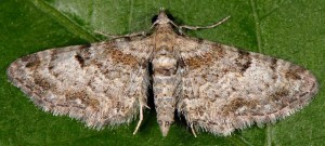 Eupithecia laquaearia 06 2
