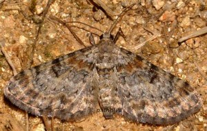Eupithecia laquaearia 09 1