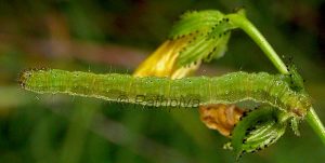 Eupithecia laquaearia