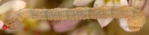 Eupithecia liguriata L4 06 2
