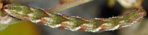 Eupithecia ochridata L5 06 2