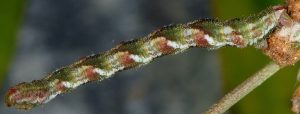 Eupithecia ochridata L5 06 3