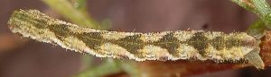 Eupithecia ochridata L5 06 6