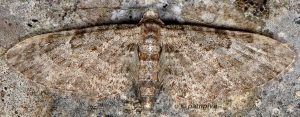 Eupithecia orphnata 06 1