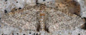 Eupithecia orphnata 06 2
