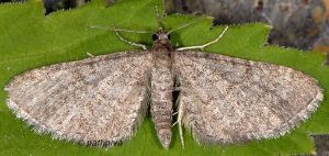 Eupithecia orphnata 06 3