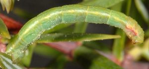Eupithecia oxycedrata L5 2