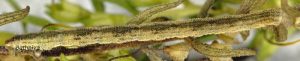 Eupithecia pauxillaria L5 06 2