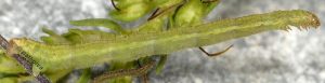 Eupithecia pauxillaria L5 06 5