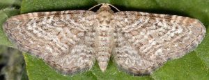 Eupithecia pernotata 06 1