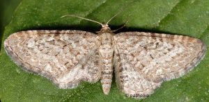 Eupithecia pernotata 06 2