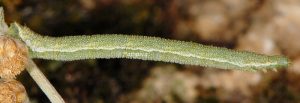 Eupithecia pernotata L5 06 1