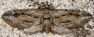 Eupithecia phoeniceata 06 1