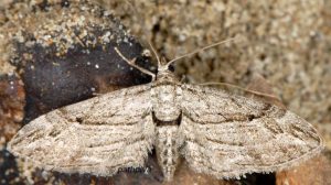 Eupithecia-phoeniceata-13-2