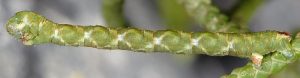 Eupithecia phoeniceata L5 06 1