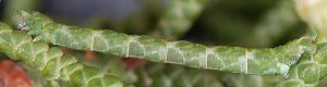 Eupithecia phoeniceata L5 06 3