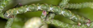 Eupithecia phoeniceata L5 06 4