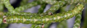 Eupithecia phoeniceata L5 06 5