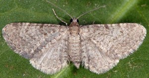 Eupithecia plumbeolata 66 2